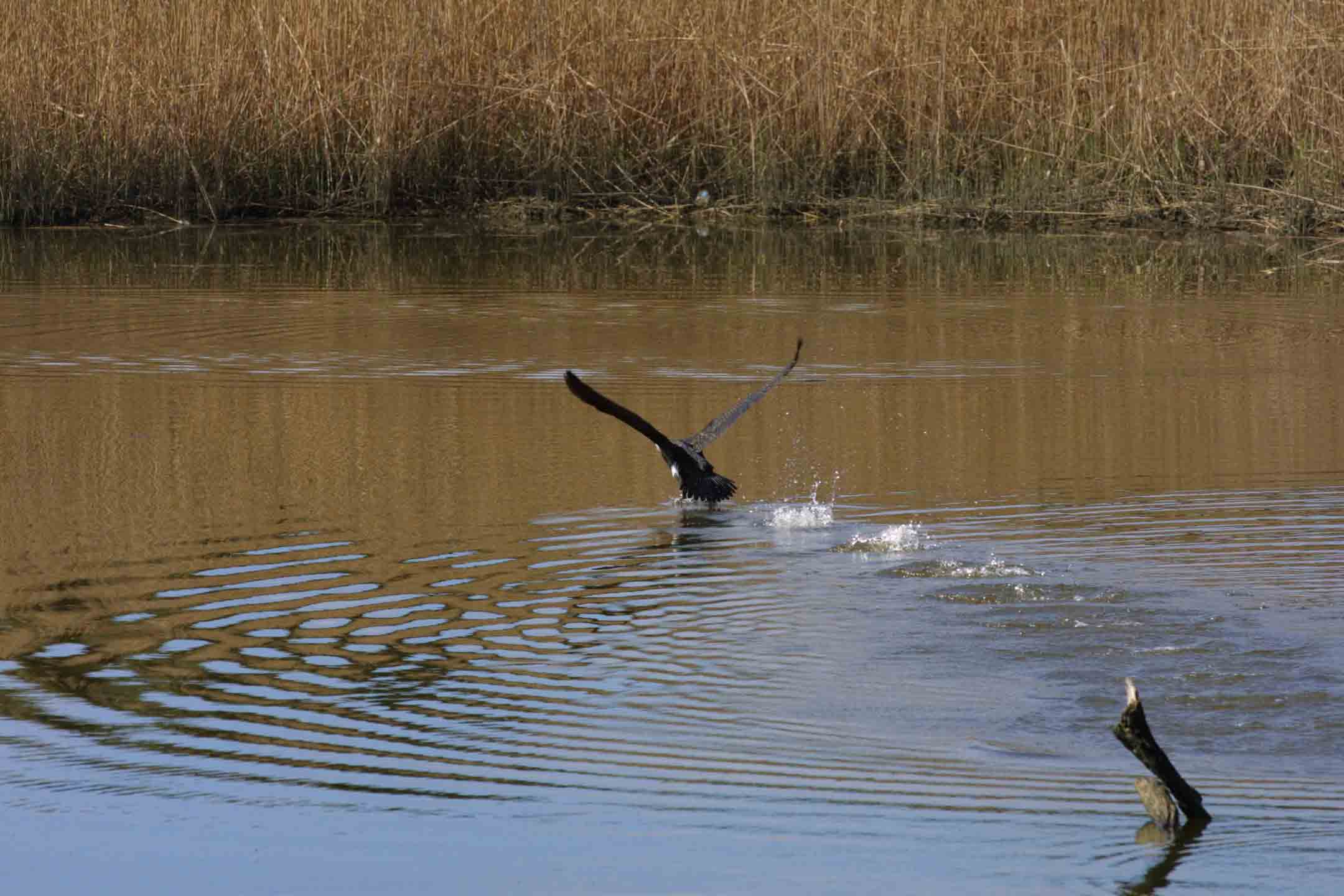 Involo di cormorano